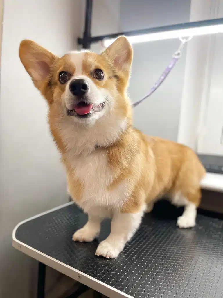 Коргі на фіолетовій ринговці стоїть на блискучому столі після стрижки