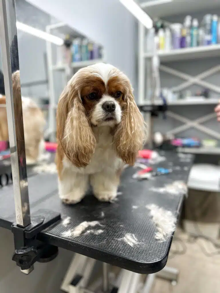 Кавалер-кінг-чарльз-спанієль стоїть серед своєї шерсті, яку грумер підстриг кольоровими ножицями