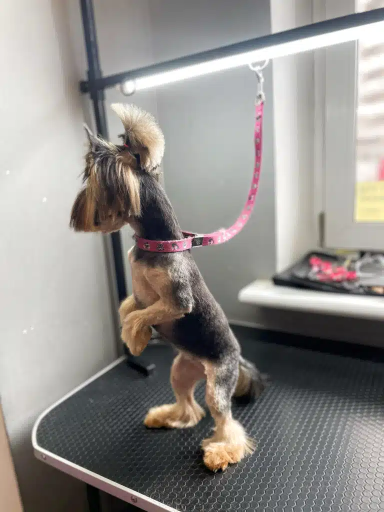 Йорк з довгою шерстю на голові та лапках має коротку спинку та об'ємний топ кнот після відвідин грумера