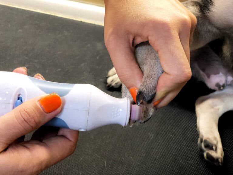 Дівчина з помаранчевим манікюром шліфує гріндером чорні кігті собаки