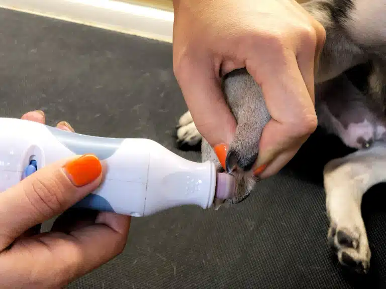 Дівчина з помаранчевим манікюром шліфує гріндером чорні кігті собаки