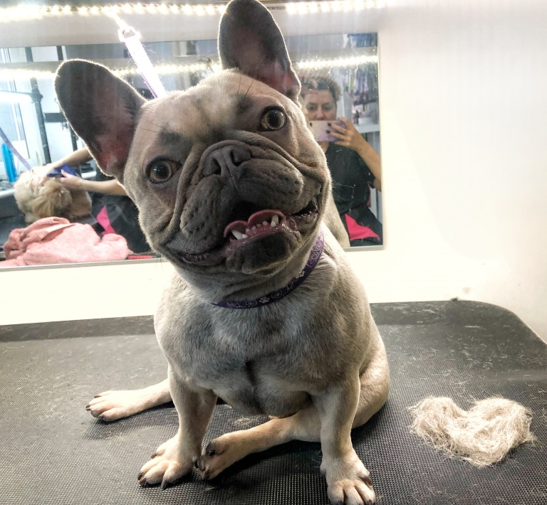 Сіро-бежевий бульдог сидить перед дзеркалом поруч з серцем з шерсті