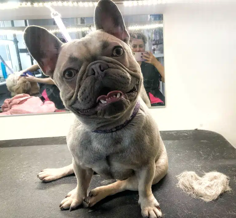 Сіро-бежевий бульдог сидить перед дзеркалом поруч з серцем з шерсті