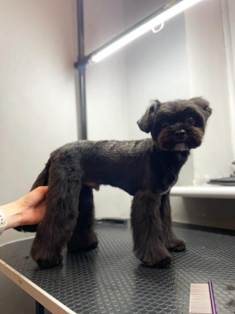 Чорний мальтіпу з маленькою головою та довгими лампками стоїть під світлом лампи біля фіолетового гребінця