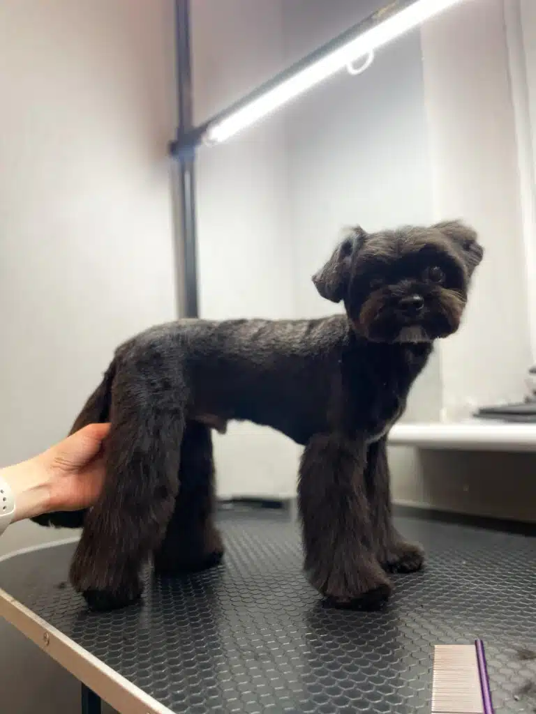 Чорний мальтіпу з маленькою головою та довгими лампками стоїть під світлом лампи біля фіолетового гребінця