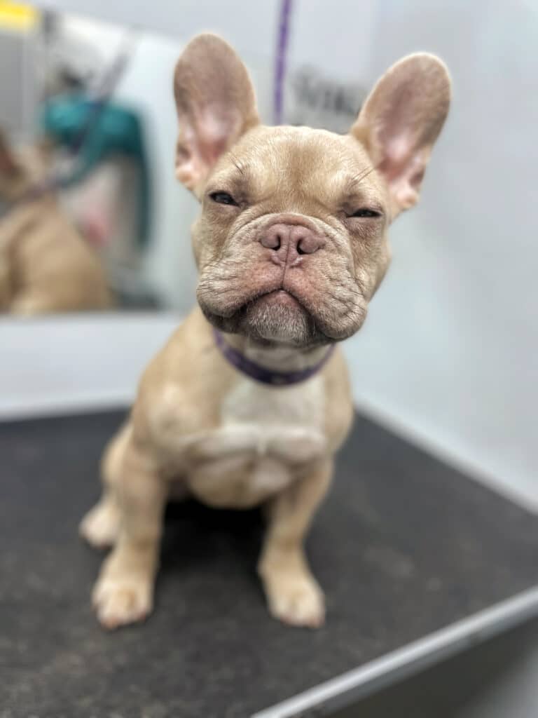 Маленький кремовий бульдог з великими вушками та щічками примружив очі