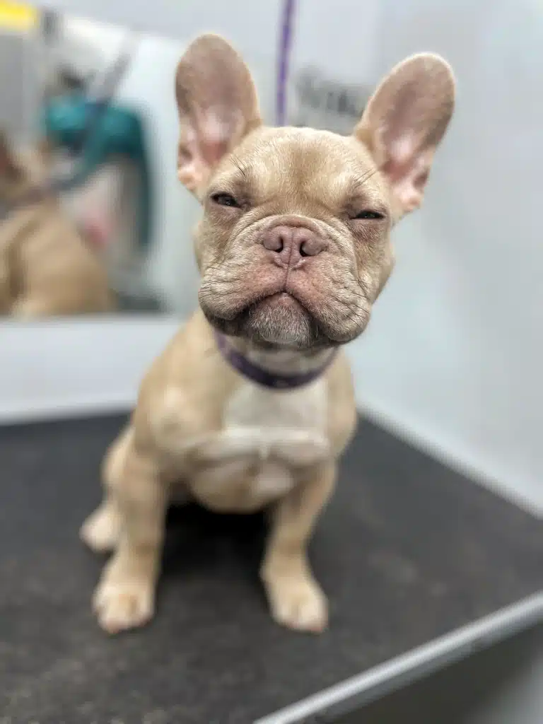 Маленький кремовий бульдог з великими вушками та щічками примружив очі