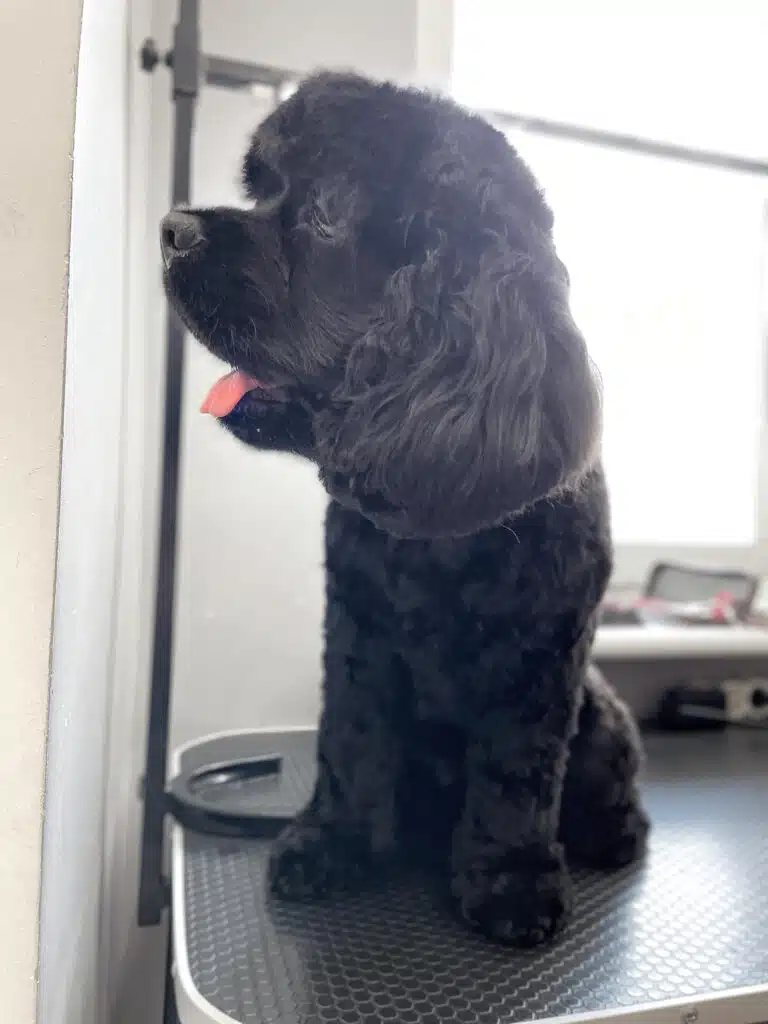 Чорний спанієль, який чекає на власників, має оксамитову шерсть після грумерського догляду