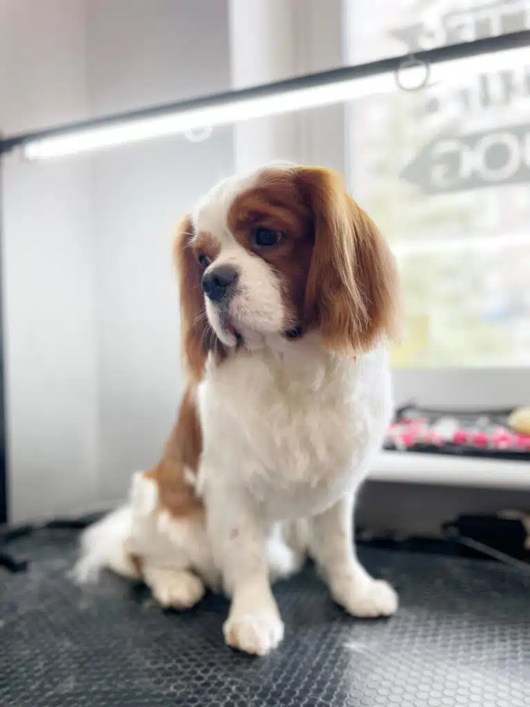 Кавалер-кінг-чарльз-спанієль з білою грудкою сумно дивиться вбік, стоячи на столі під лампою