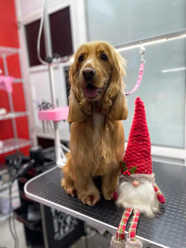 Спанієль з кучерявою шерстю на вушках посміхається поруч з червоним ельфом на грумерському столі