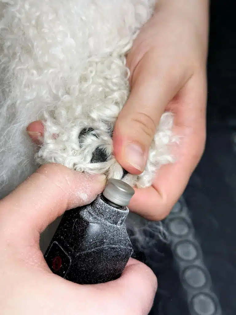 Грумер шліфує краї кігтя білого бішона на чорному столі