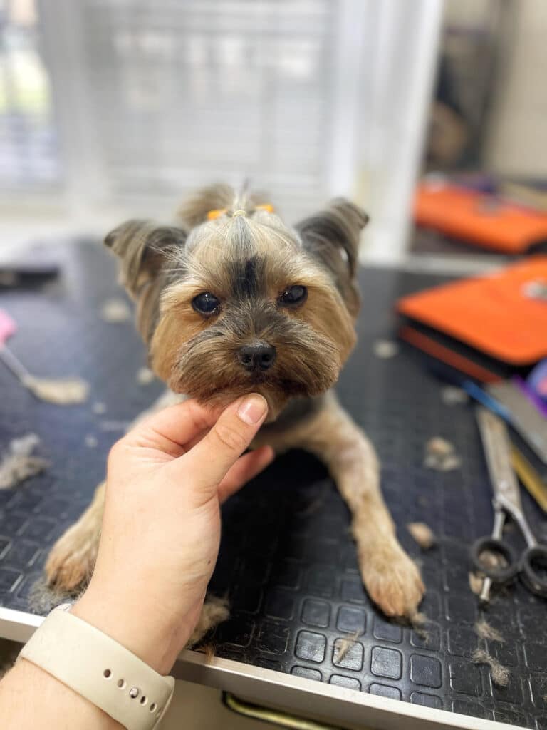 Грумер з бежевим ремінцем на руці тримає йорка за підборіддя, демонструючи підстрижені вії та охайний топ кнот