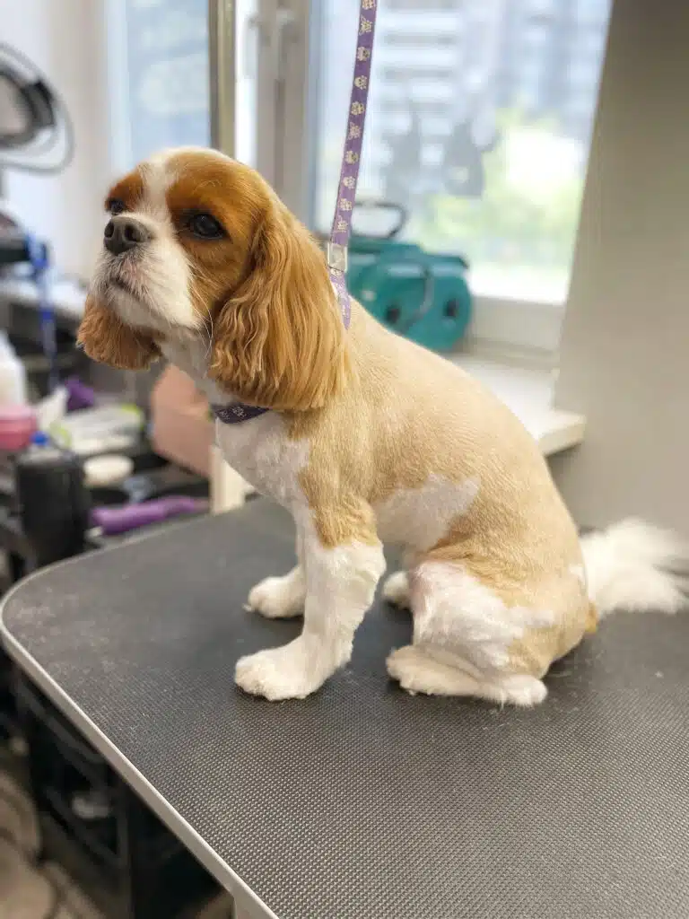 Кавалер-кінг-чарльз-спанієль після візиту до грумера має лише пухнасті вушка