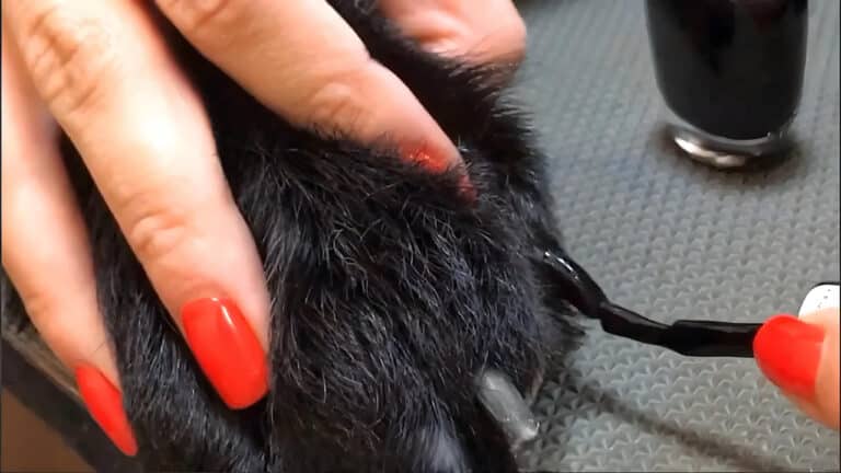 Дівчина з червоним манікюром фарбує кігті чорного пса чорним лаком