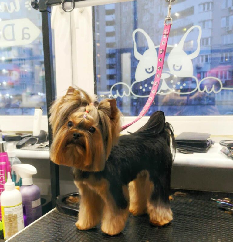 Йорк з квадратною головою та довгою бородою стоїть поруч з професійною косметикою в грумерській