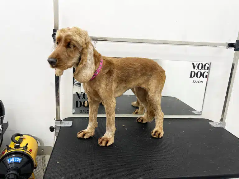 Спанієль з забритою шерстю на лапах має коротку шапочку та надзвичайно довгі вії