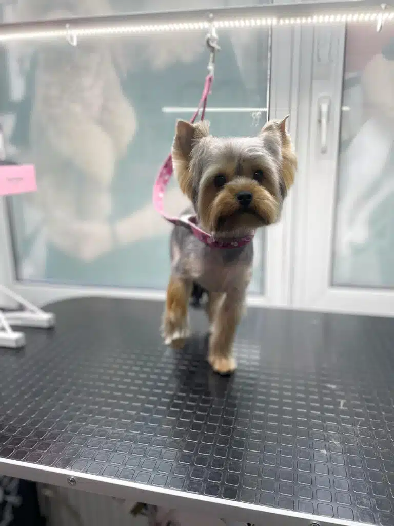 Маленький йорк на рожевій ринговці, прикріпленій до штанги, підняв передню праву лапку