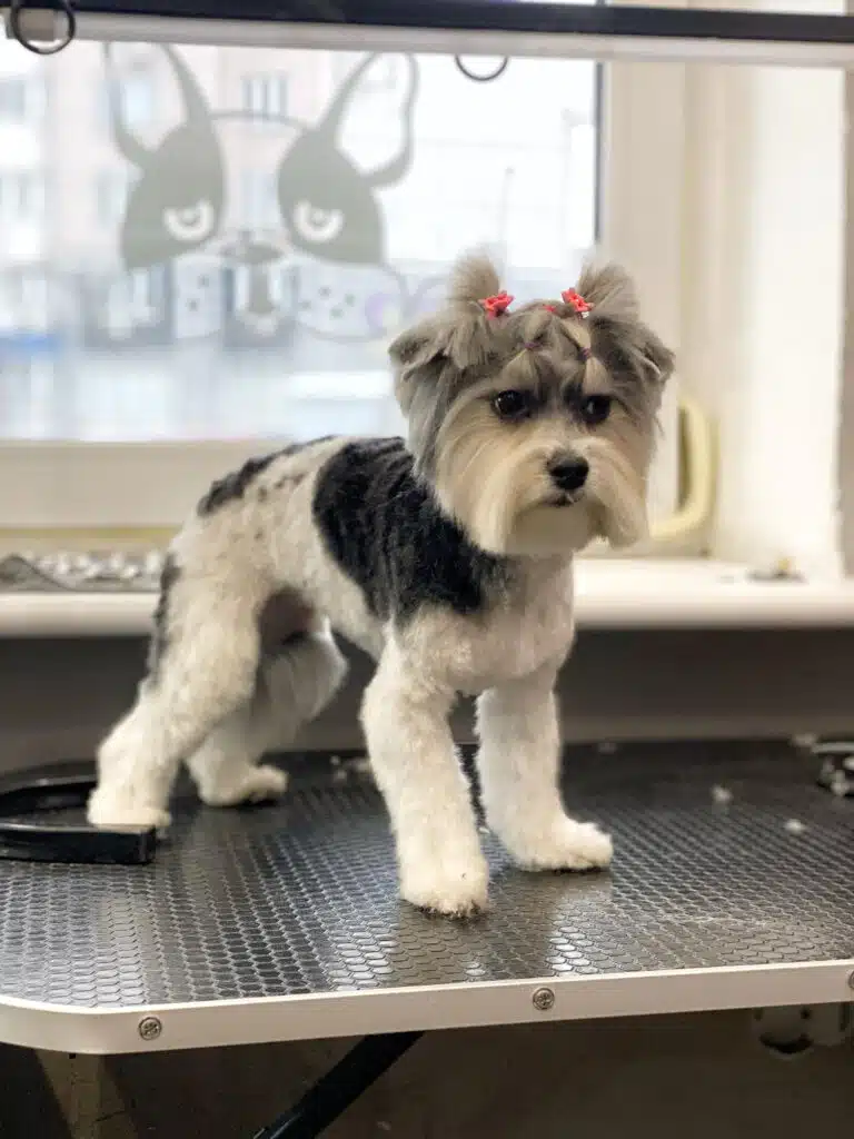 Чорно-білий бівер-йорк з заплетеною в хвостики шерстю на голові має коротку стрижку тулуба