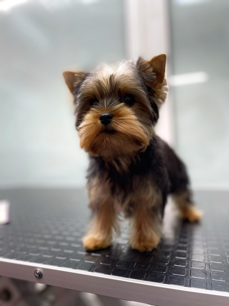 Цуценя йорка стоїть під променями світла на грумерському столі з сірою окантовкою