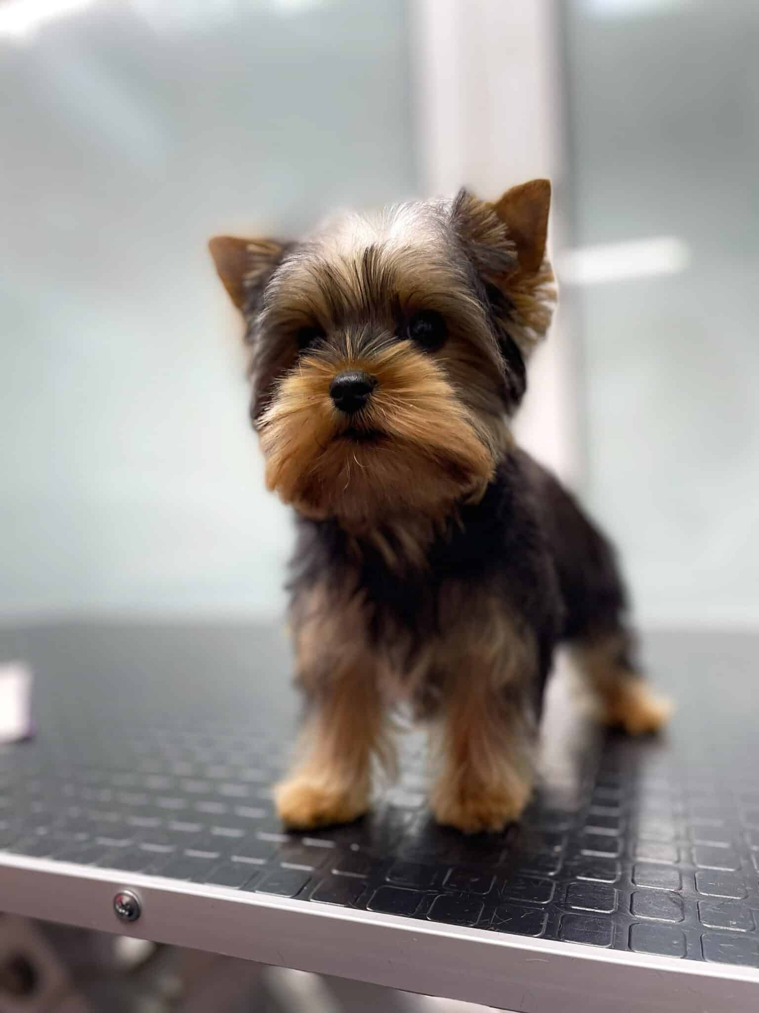 Цуценя йорка стоїть під променями світла на грумерському столі з сірою окантовкою