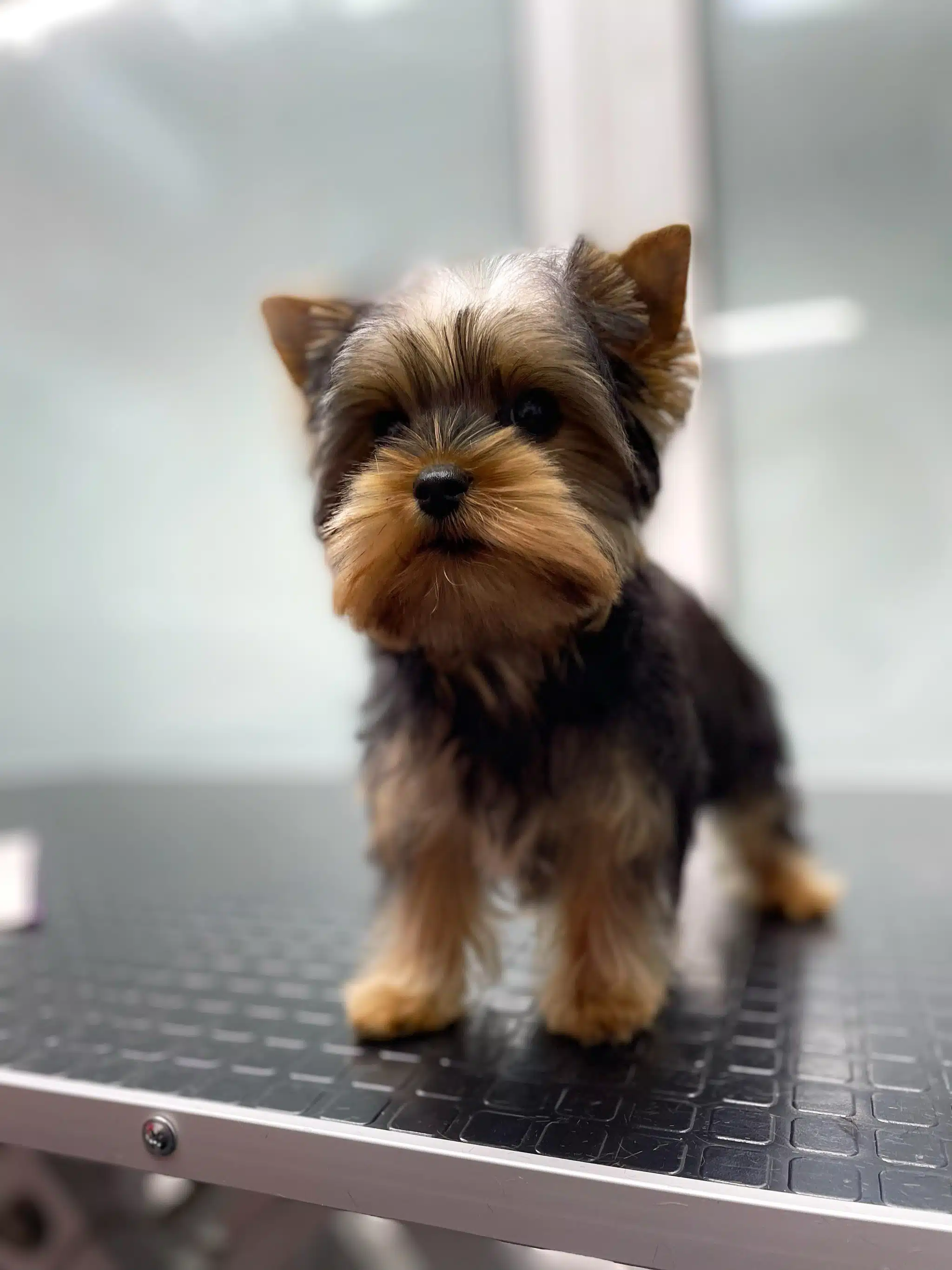 Цуценя йорка стоїть під променями світла на грумерському столі з сірою окантовкою