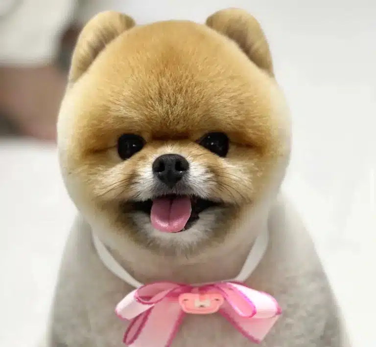 Коротко підстрижений шпіц під ведмедика з рожевими великим метеликом на шиї
