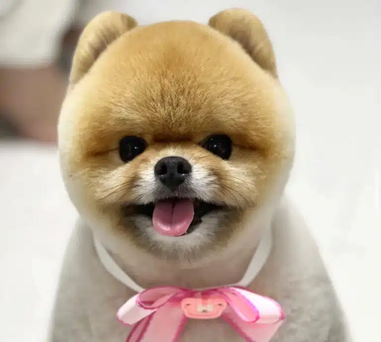 Коротко підстрижений шпіц під ведмедика з рожевими великим метеликом на шиї