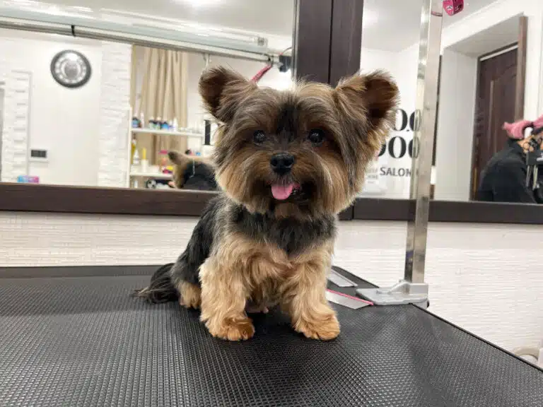 Цуценя йорка, схоже на ведмежа завдяки округлій голові та вушкам, спокійно сидить біля гребінців