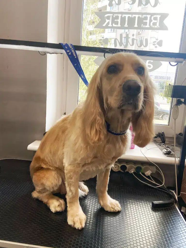 Спанієль з короткою стрижкою на синій ринговці сидить на столі поруч з вікном, на якому є наліпки