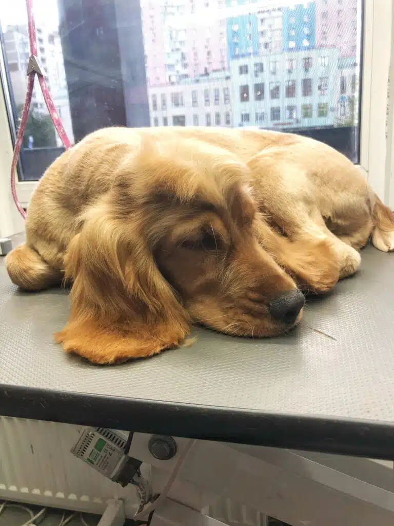 Спанієль звернувся калачиком та спить біля вікна на грумерському столі