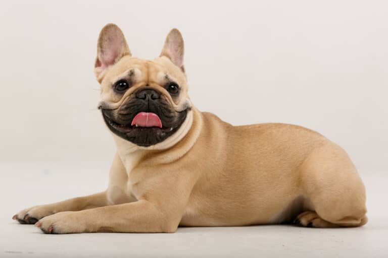 Світлий бульдог з чорним підборіддям лежить на бежевій підлозі