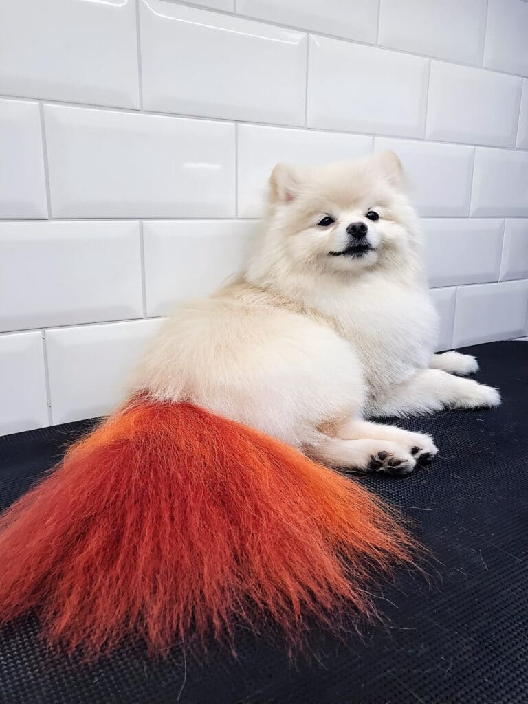 Кремовий шпіц з яскравим помаранчево-червоним хвостом лежить на столі біля білої стіни