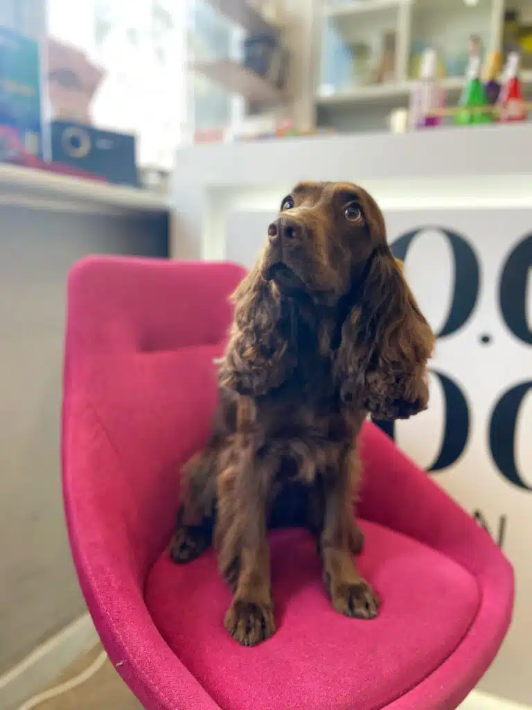 Темно-коричневий спанієль дивиться вверх, сидячи на рожевому м'якому стільці біля вікна