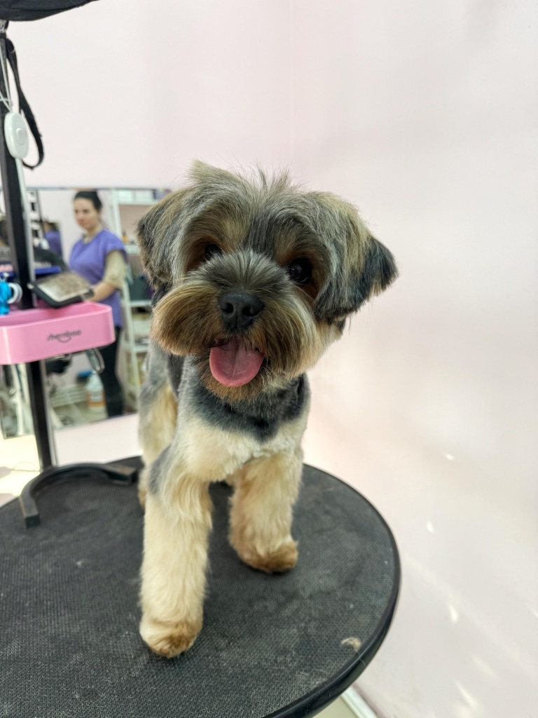 Йорк з сірою шерстю на голові має проділ, який ділить чубчик навпіл