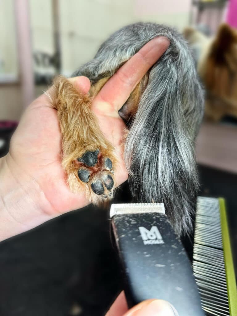 Грумер під спалахом камери показує забриті подушечки лапи собаки у вигляді ведмедя