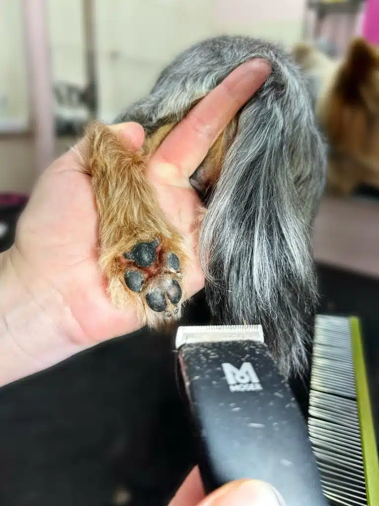 Грумер під спалахом камери показує забриті подушечки лапи собаки у вигляді ведмедя