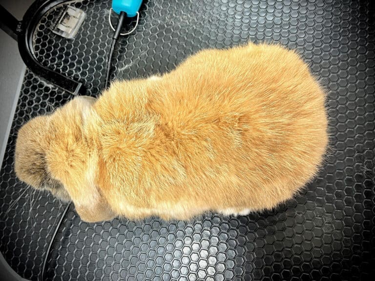 Щільна коричнева шерсть росте на спині кролика, що лежить на столі