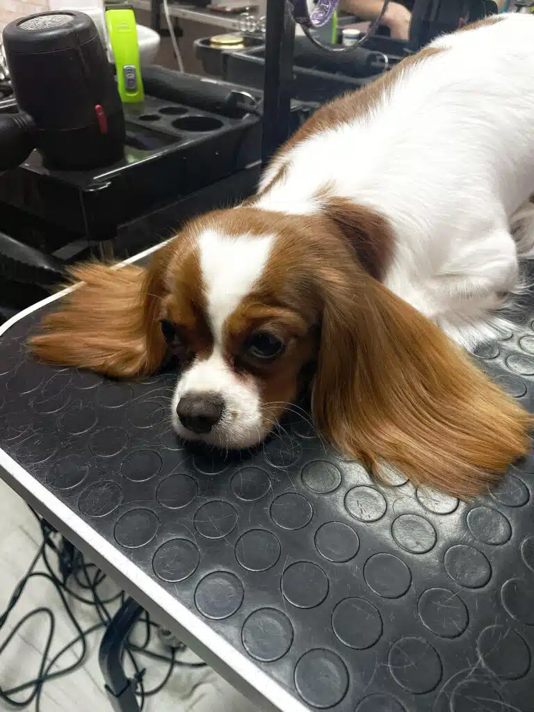 Кавалер-кінг-чарльз-спанієль має на голові трикутну ділянку білої шерсті