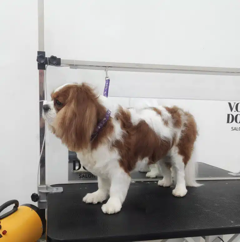 Кавалер-кінг-чарльз-спанієль з біло-коричневим забарвленням стоїть на робочому столі біля прямокутного дзеркала