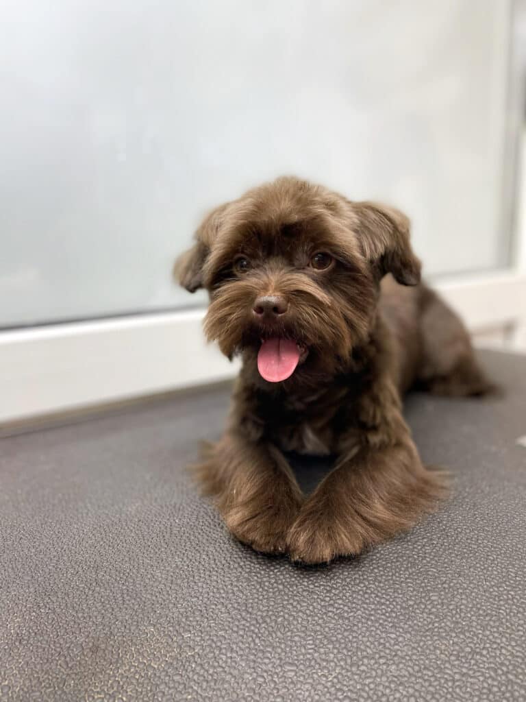 Коричневий песик з яскраво рожевим язиком має довгу шерсть на лапках, що рівними пасмами лежить на столі