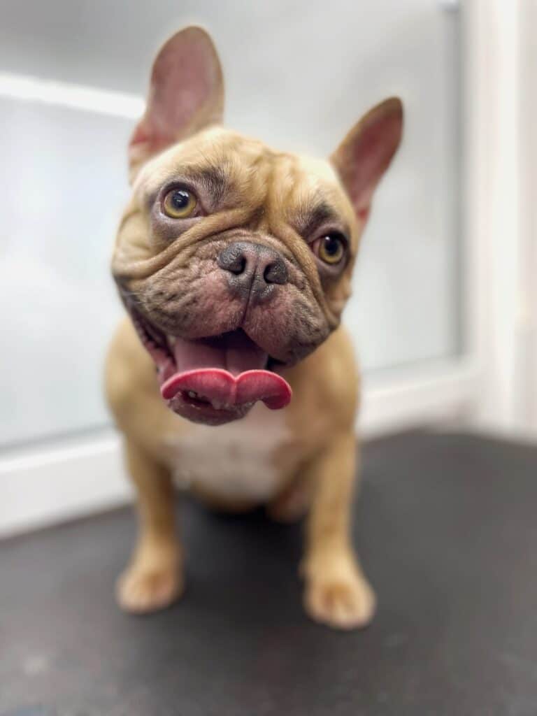 Коричневий бульдог з білою грудкою завернув наверх рожевого язика в світлій кімнаті