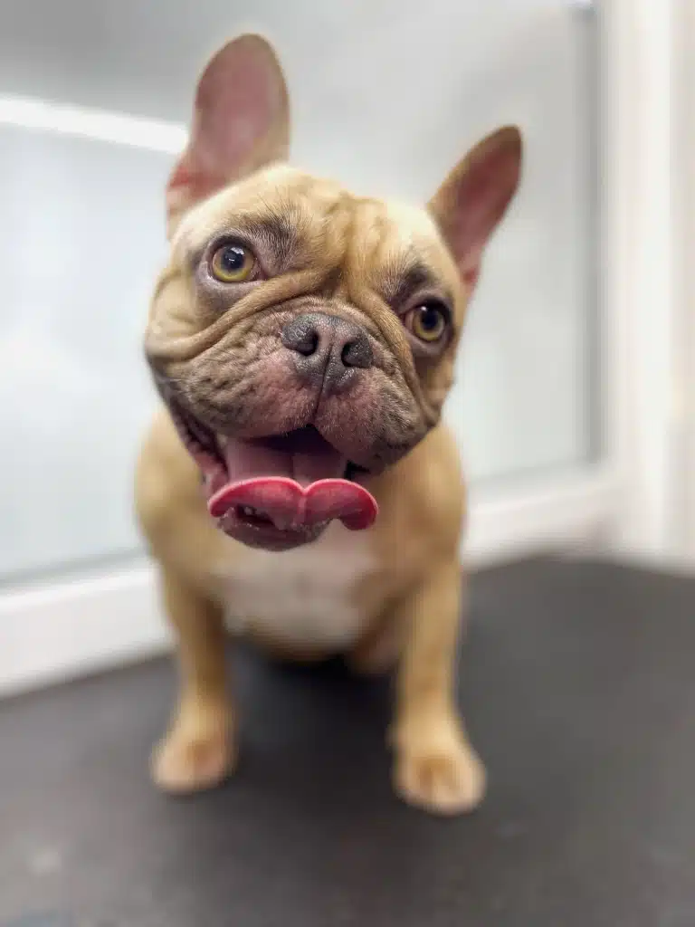 Коричневий бульдог з білою грудкою завернув наверх рожевого язика в світлій кімнаті
