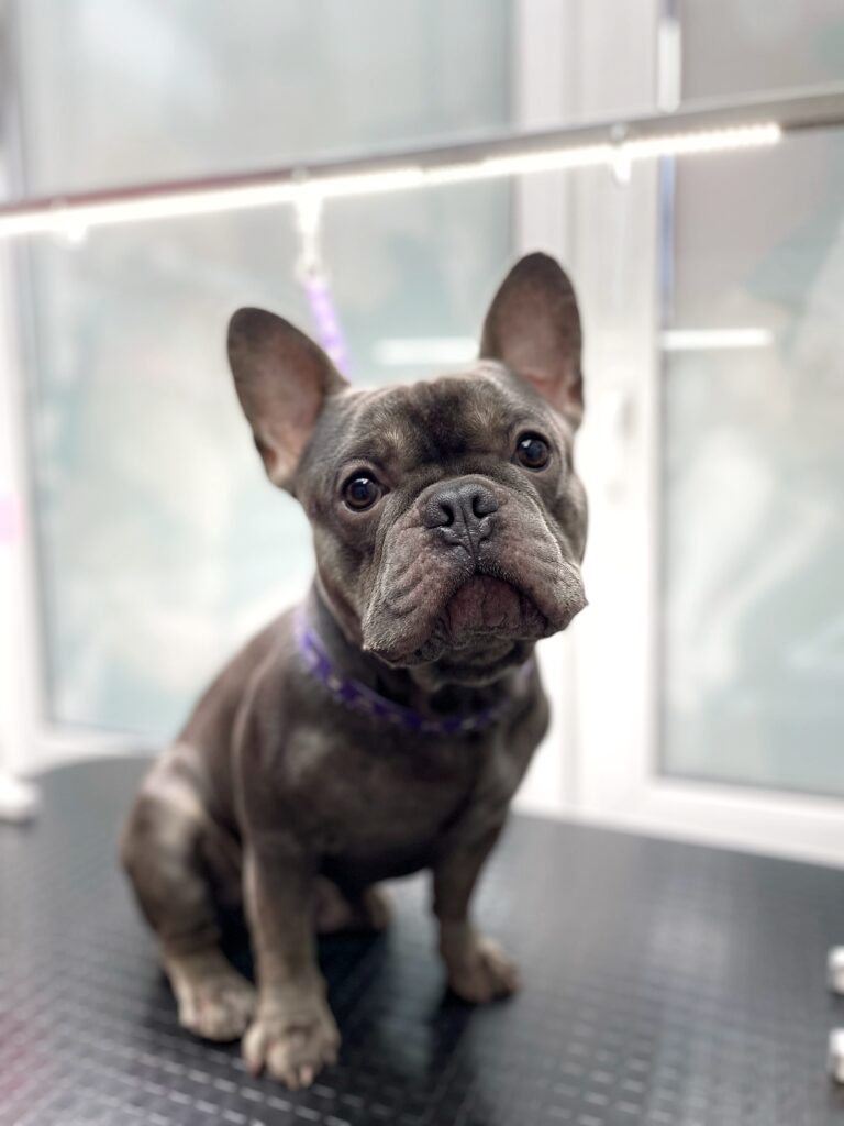 Сірий бульдог з чистими очима спокійно сидить на чорному столі під лампою