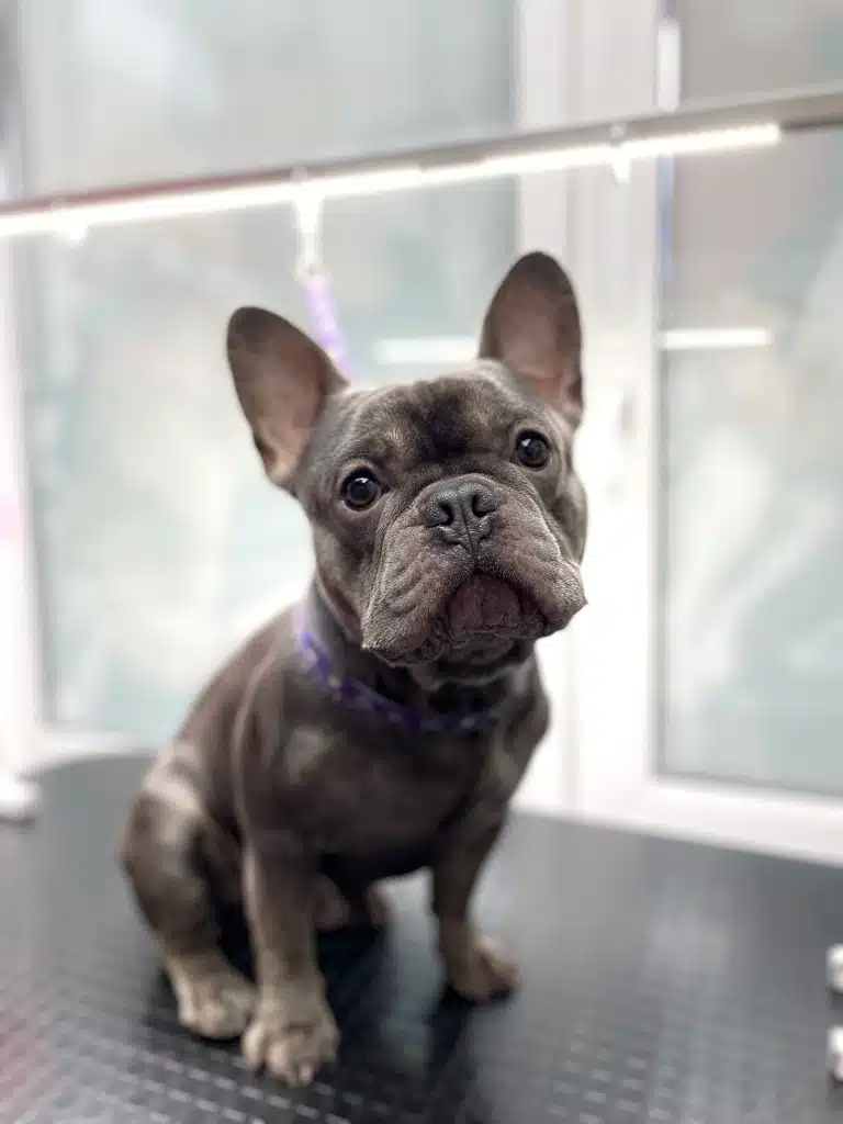 Сірий бульдог з чистими очима спокійно сидить на чорному столі під лампою