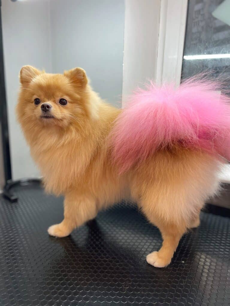 Рудий шпіц з окантовочною стрижкою має блідий рожевий хвіст, який звисає зі спини на бік