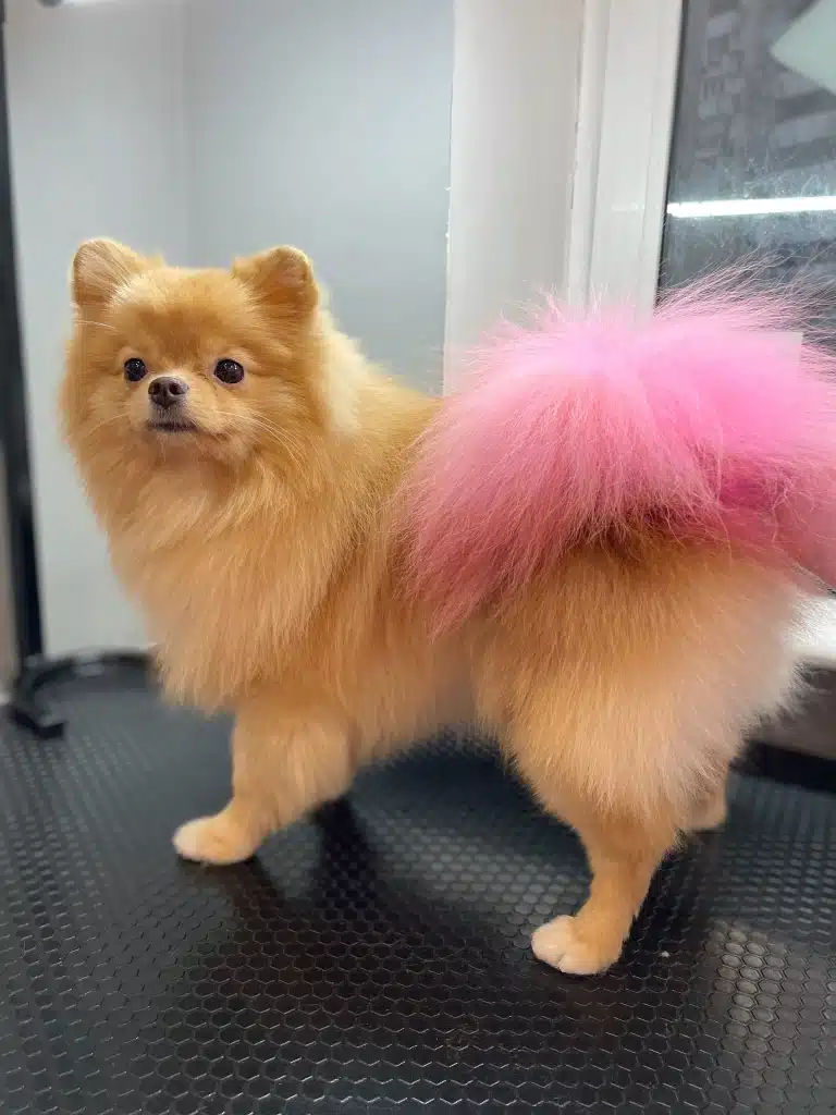 Рудий шпіц з окантовочною стрижкою має блідий рожевий хвіст, який звисає зі спини на бік