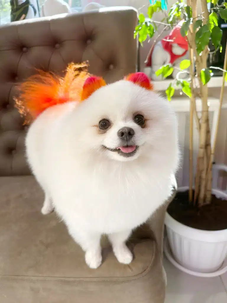 Білий підстрижений шпіц має круглі пофарбовані вушка та хвіст жовтогарячого кольору