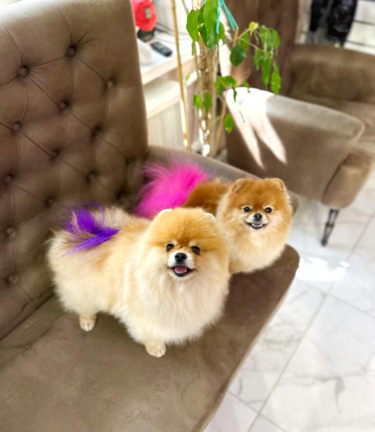 Два рудих шпіци стоять на коричневому дивані, хизуючись фіолетовим та рожевим хвостами