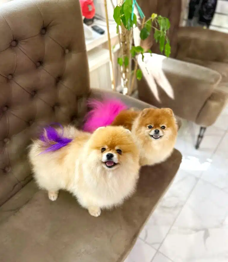 Два рудих шпіци стоять на коричневому дивані, хизуючись фіолетовим та рожевим хвостами