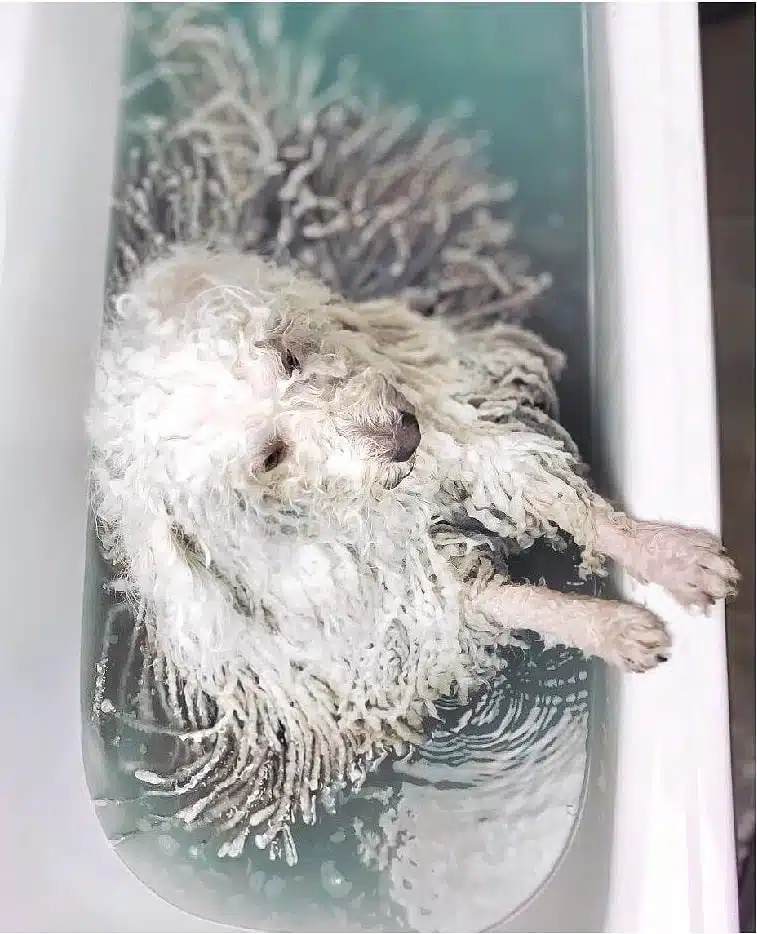 Пес з білими дредами поклав передні лапи на край ванни, повної блакитної води